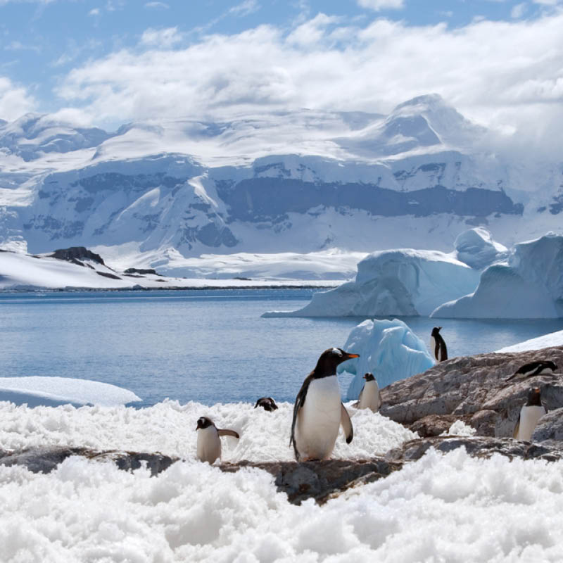 Quilting Tour and Cruise To Antarctica & South America with Michelle Marvig