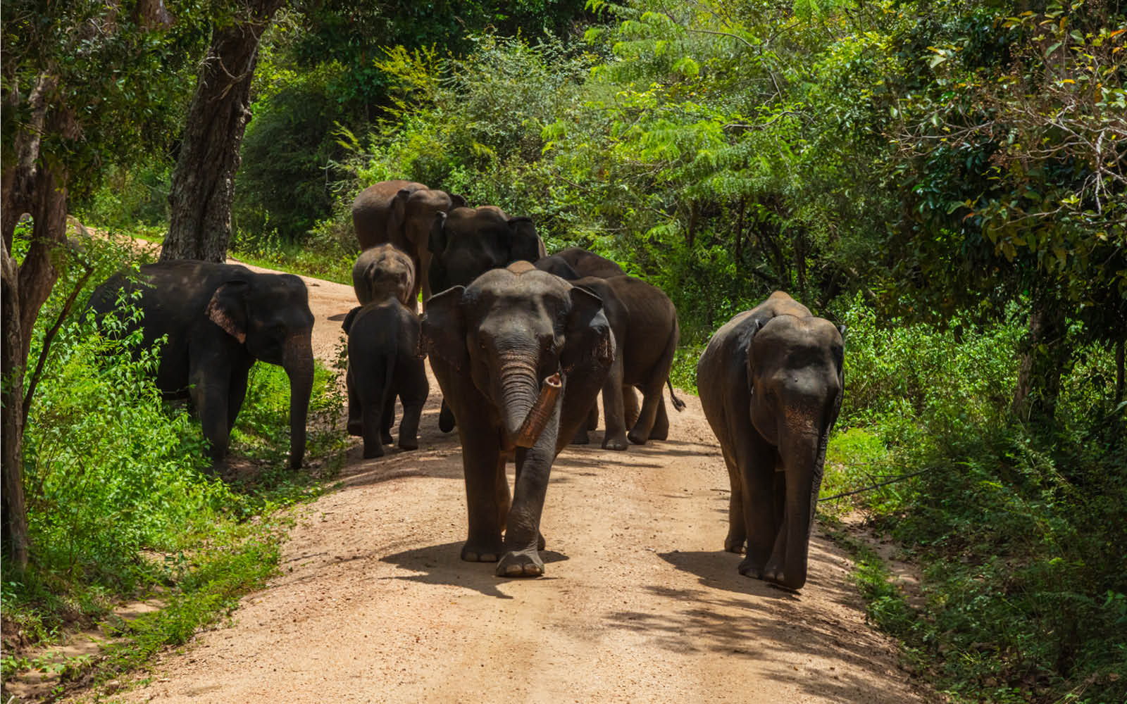 Minneriya National Park