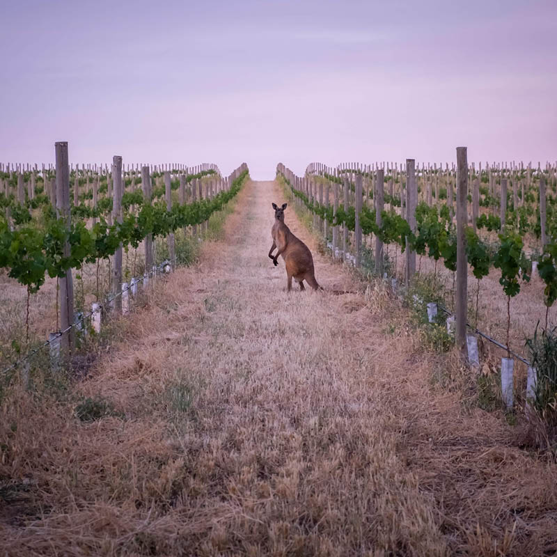 Indian Pacific Rail Journey and Western Australia Escape