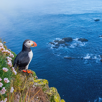 Iceland, England, Ireland and Scotland Cruise with Lyne Hirsch