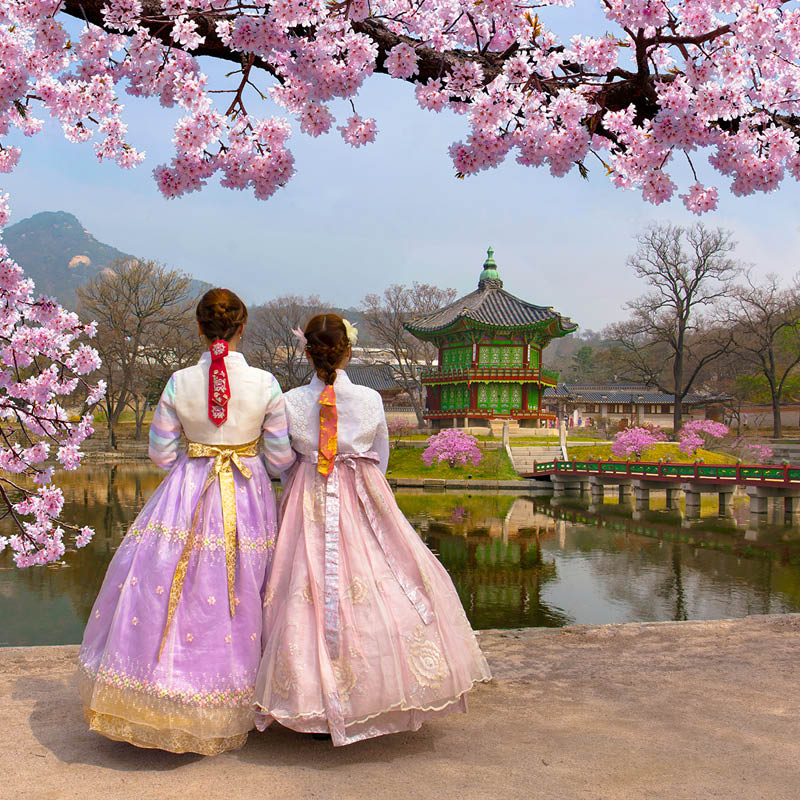 South Korea Rail, Cherry Blossom and Food Tour