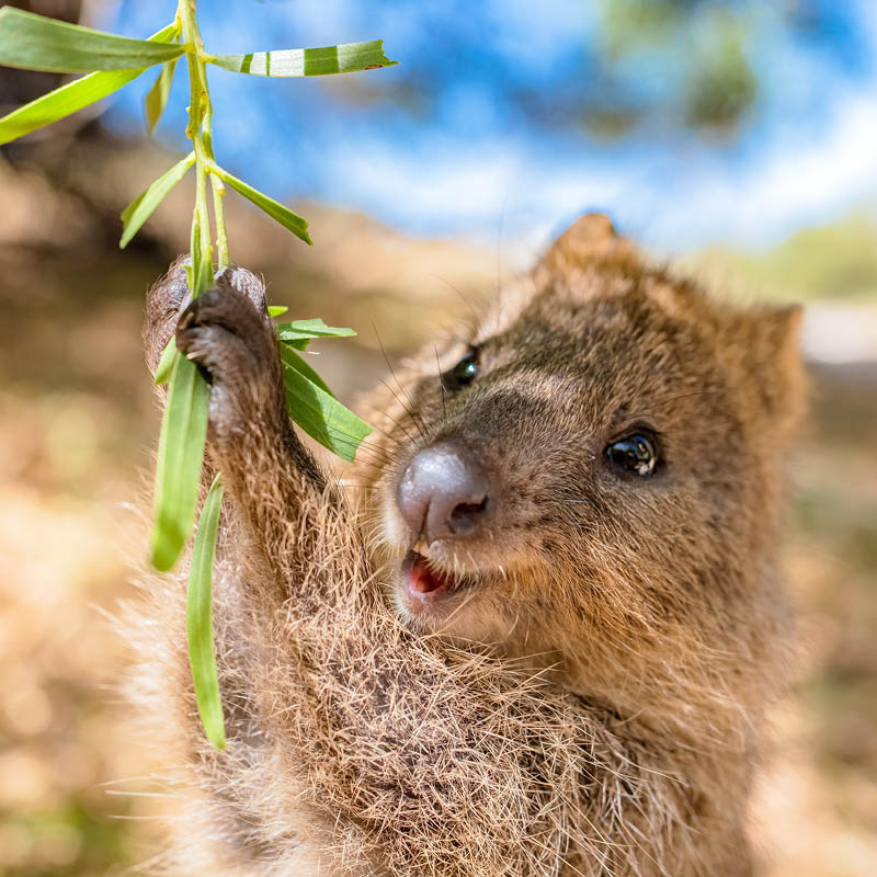 Western Australia Railways and Wildflowers Tour